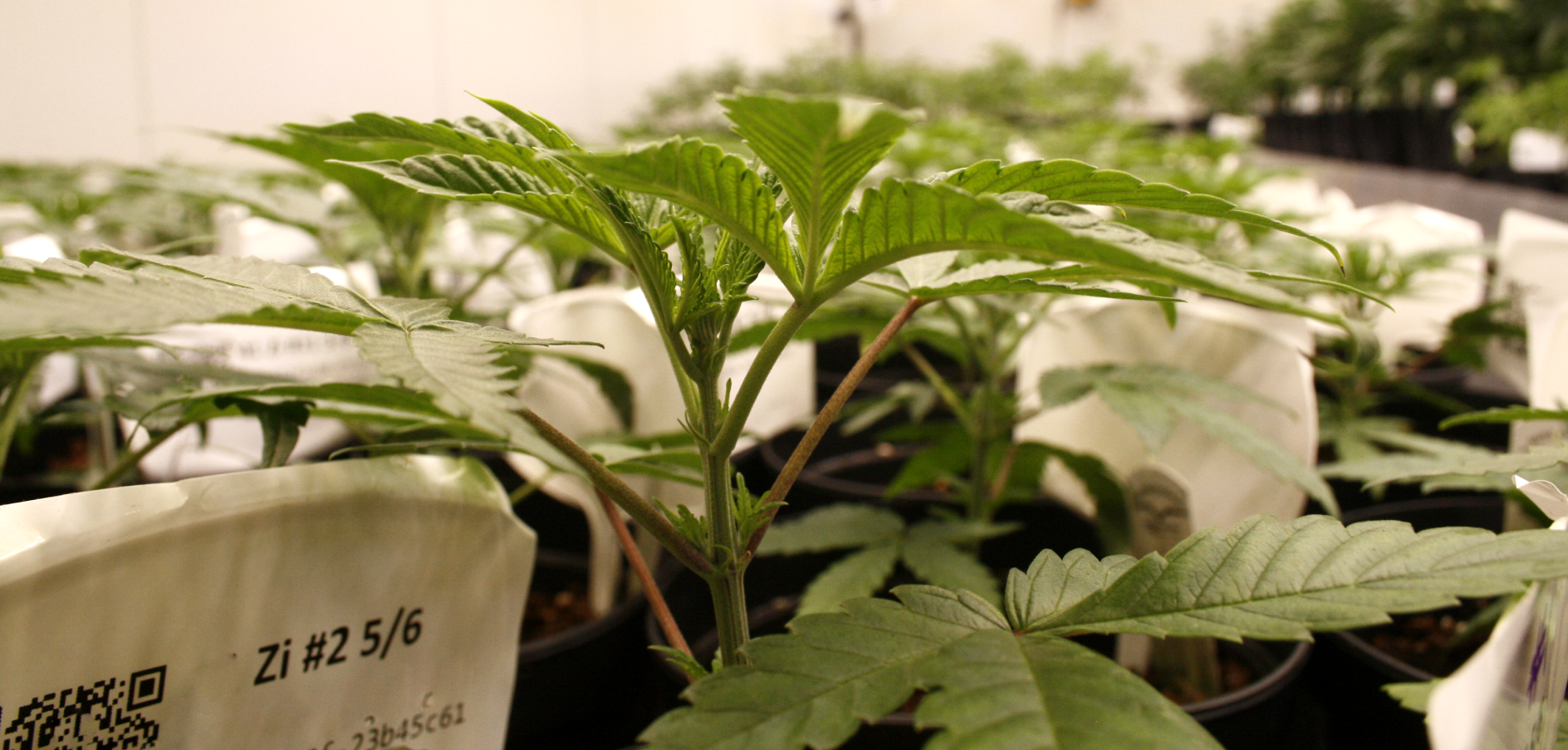 Aardachtig de Biologische Cannabis teler van Nederland