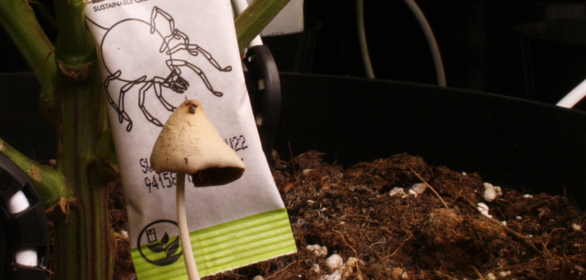 Aardachtig de Biologische Cannabis teler van Nederland