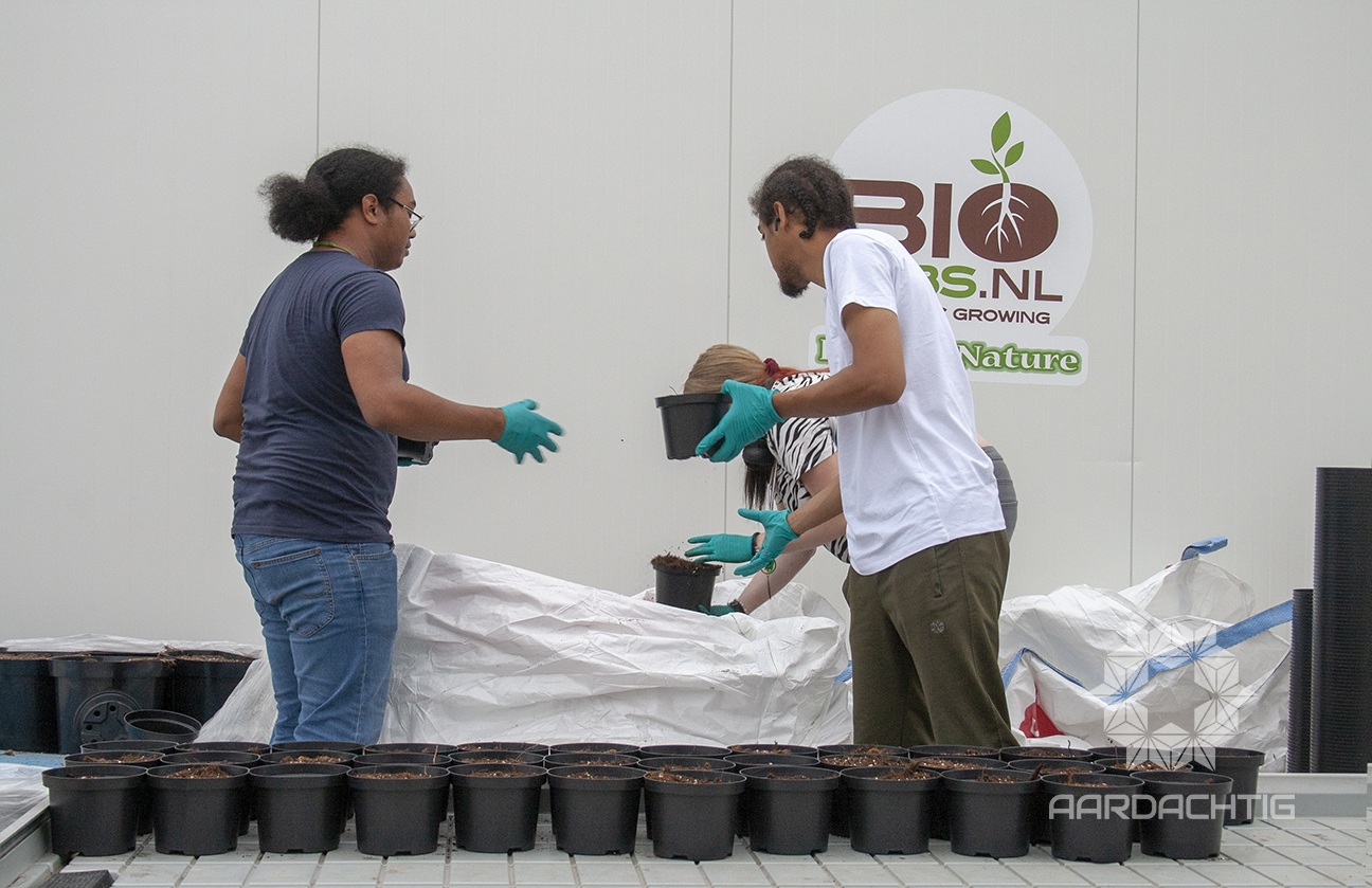 Aardachtig de Biologische Cannabis teler van Nederland